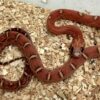 BABY BLOOD RED SCALELESS CORNSNAKE FOR SALE
