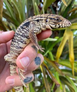 ANERY SNOWMAKER TEGUS FOR SALE