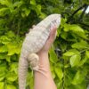 BABY ALBINO BLUE TEGUS FOR SALE