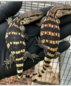 BABY SOUTH AFRICAN WHITE THROAT MONITORS FOR SALE