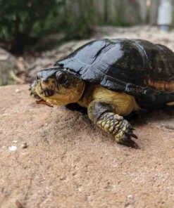 African Dwarf Mud Turtle For Sale