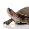 BABY INDIAN BROWN ROOFED TURTLES FOR SALE