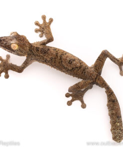 GIANT LEAF TAIL GECKO FOR SALE