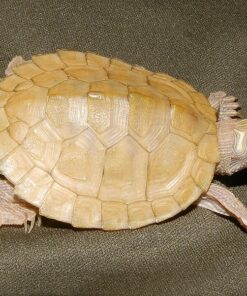 BABY PASTEL HYPO MISSISSIPPI MAP TURTLE FOR SALE
