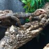 BABY SPINY NECK MONITORS FOR SALE