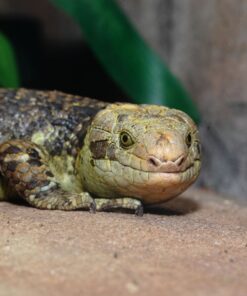 MONKEY TAILED SKINK FOR SALE