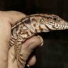 BABY RED ANERTHERYSTIC TEGU FOR SALE