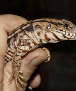 BABY RED ANERTHERYSTIC TEGU FOR SALE