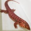 BABY RED HET ANERYTHRISTIC TEGU FOR SALE