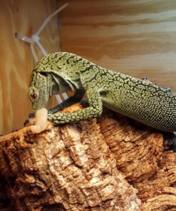 BABY KORDENSIS GREEN TREE MONITOR FOR SALE