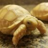 BABY IVORY SULCATA TORTOISE FOR SALE