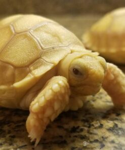 BABY IVORY SULCATA TORTOISE FOR SALE