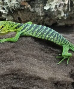 GREEN TREE MONITORS FOR SALE