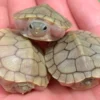  HYBINO RED EAR SLIDER TURTLES FOR SALE