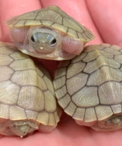  HYBINO RED EAR SLIDER TURTLES FOR SALE