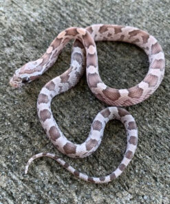 Orchid Corn Snake