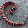 Tricolor Hognose Snake