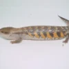 RED X SWEDISH LINE NORTHERN BLUE TONGUE SKINK (TRICOLOR LINE)