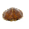 Spiny Hill Turtle
