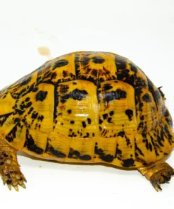Libyan Greek Tortoise