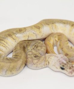 GHI Hidden Gene Woma Granite Pastave Clown Poss Yellowbelly Male M22522