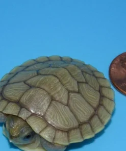 Hybino Red Ear Slider Turtle