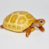 Hypo Red Foot Tortoise
