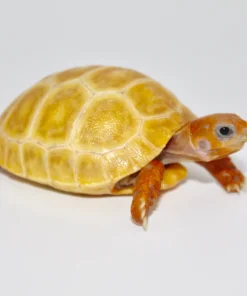 Hypo Red Foot Tortoise