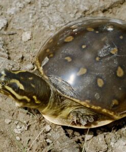 Indian Flap Shell Turtle