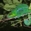 Madagascar Panther Chameleon