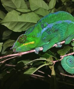 Madagascar Panther Chameleon