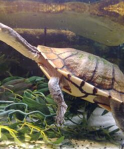 Kimberley Long Neck Turtle