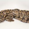 Yellowbelly Female Ball Python