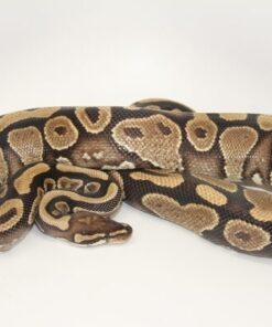 Yellowbelly Female Ball Python