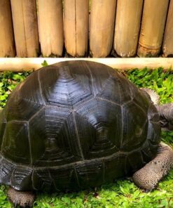 Aldabra Tortoise for sale