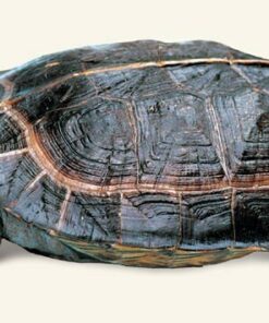 Asian Giant Wood Turtle