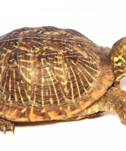 Ornate Box turtle for sale