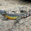 Drakensburg Crag Lizard