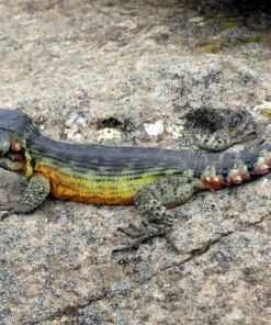 Drakensburg Crag Lizard