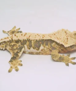 TRICOLOR HARLEQUIN LILLY WHITE CRESTED GECKO
