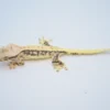 EXTREME HARLEQUIN PINSTRIPE LILLY WHITE CRESTED GECKO