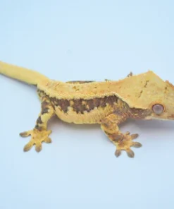 HARLEQUIN PINSTRIPE LILLY WHITE CRESTED GECKO