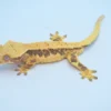 HARLEQUIN PINSTRIPE LILLY WHITE CRESTED GECKO