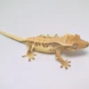 HARLEQUIN LILLY WHITE CRESTED GECKO