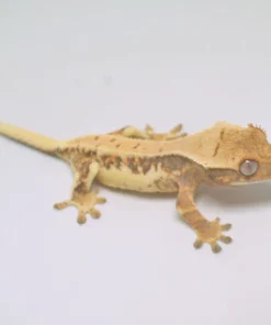 HARLEQUIN LILLY WHITE CRESTED GECKO