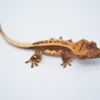 WHITEOUT DARK AND CREAM PINSTRIPE CRESTED GECKO
