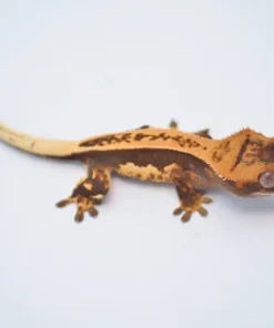 WHITEOUT DARK AND CREAM PINSTRIPE CRESTED GECKO