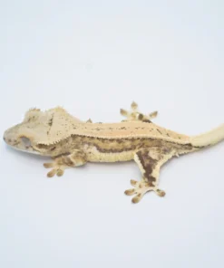 YELLOW QUADSTRIPE LILLY WHITE CRESTED GECKO