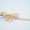 YELLOW HYPO PINSTRIPE LILLY WHITE CRESTED GECKO