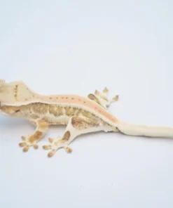 YELLOW HYPO PINSTRIPE LILLY WHITE CRESTED GECKO
